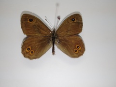 Lasiommata petropolitana