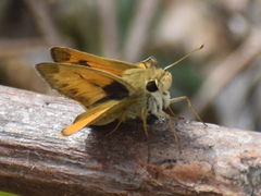 Polites vibex praeceps