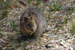 Setonix brachyurus