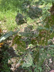 Erythrina lysistemon