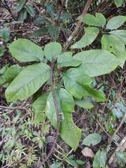 Heptapleurum heptaphyllum