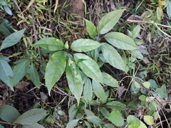 Heptapleurum heptaphyllum