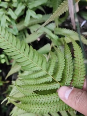 Cyclosorus interruptus