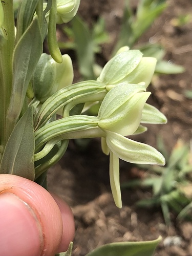 Habenaria epipactidea image