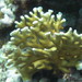 Corales de Fuego - Photo (c) Axel Guillermo Castañon Gheno, algunos derechos reservados (CC BY-NC)