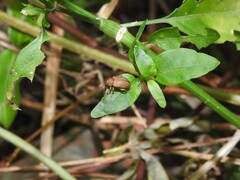 Colaspis cribricollis