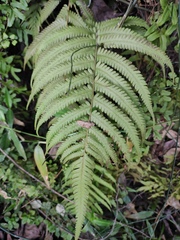 Cyclosorus interruptus