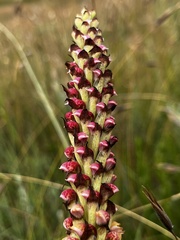 Disa versicolor