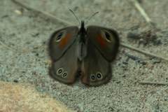 Cassionympha cassius