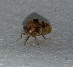 Cyrtolobus tuberosus
