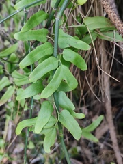 Lygodium microphyllum