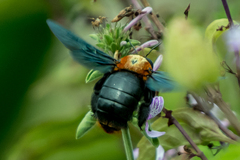 Xylocopa flavorufa
