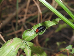 Cacoscelis nigripennis