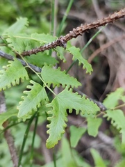 Lygodium microphyllum