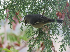Conirostrum cinereum