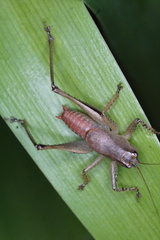 Requenini