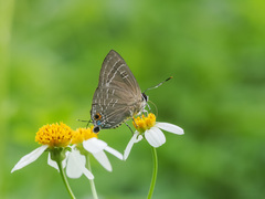 Deudorix epijarbas