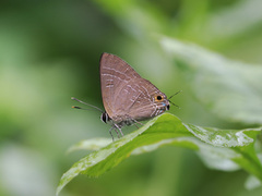 Deudorix epijarbas
