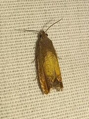 Dichrorampha bittana