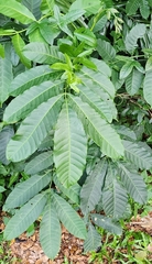 Aphanamixis polystachya