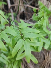 Lygodium microphyllum