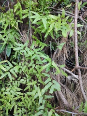 Lygodium microphyllum