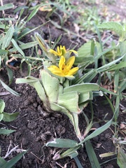 Hypoxis villosa