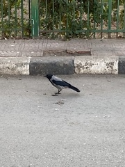 Corvus cornix