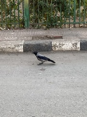 Corvus cornix