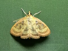 Crocidophora tuberculalis