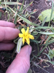 Hypoxis villosa