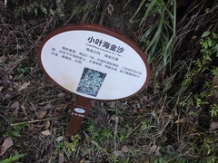 Lygodium microphyllum