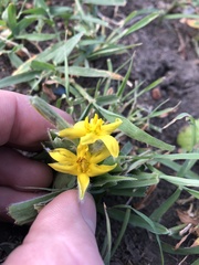 Hypoxis villosa