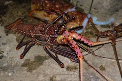 Panulirus penicillatus