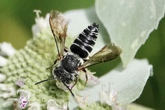 Coelioxys