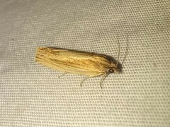 Eucosma radiatana