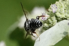 Coelioxys