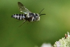 Coelioxys