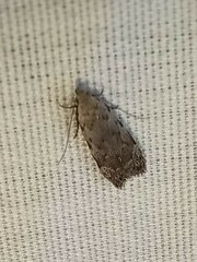 Anacampsis conclusella