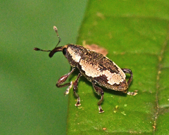 Heilipus