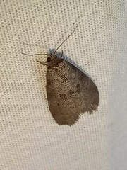 Hyperstrotia pervertens