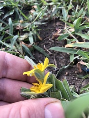 Hypoxis villosa