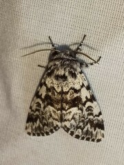 Panthea acronyctoides