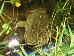 Rhinella spinulosa