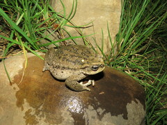 Rhinella spinulosa