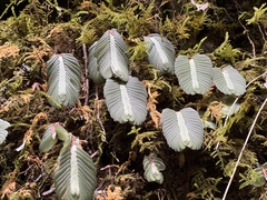 Elatostema salvinioides