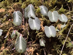 Elatostema salvinioides