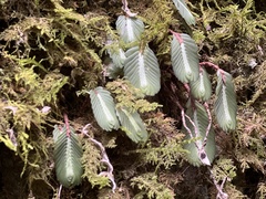 Elatostema salvinioides