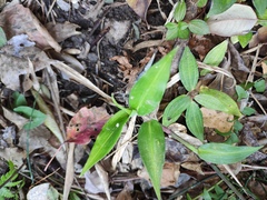 Commelina communis