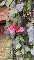 Bougainvillea
